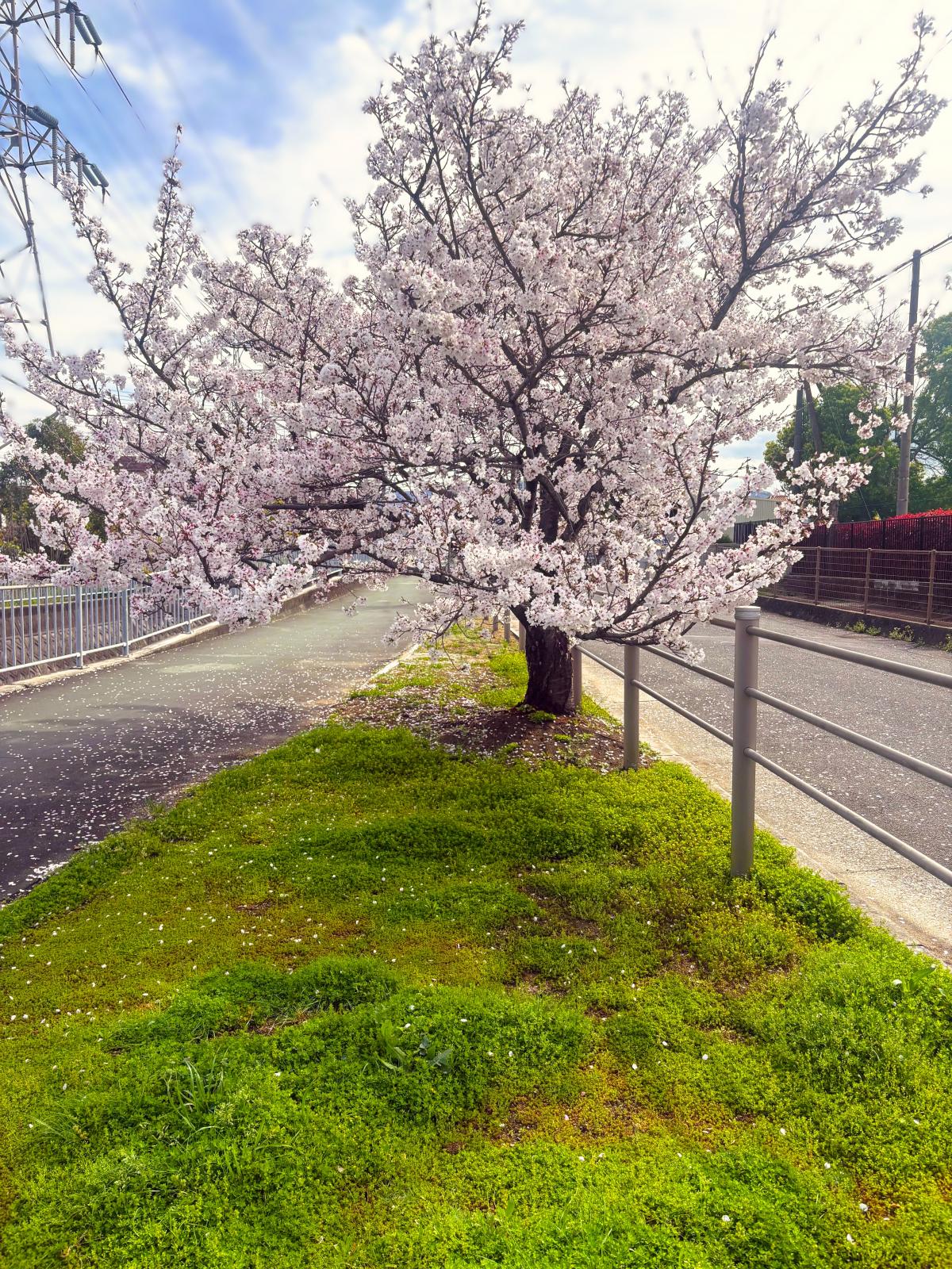 ビーズをねじって作る、小さな桜の作品です。